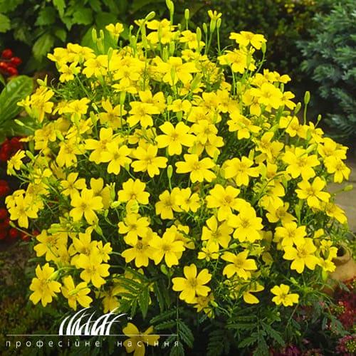 Семена Бархатцы Сигнет лимонные Florium