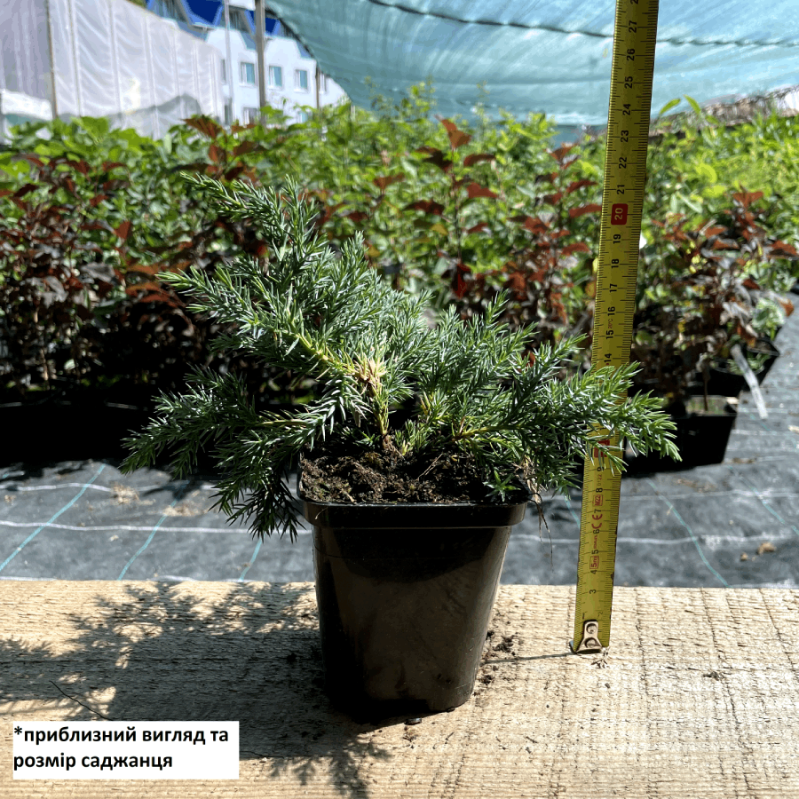 Саджанець ялівцю лускатого Juniperus squamata Blue Carpet Р9 (645170876) - фото 2