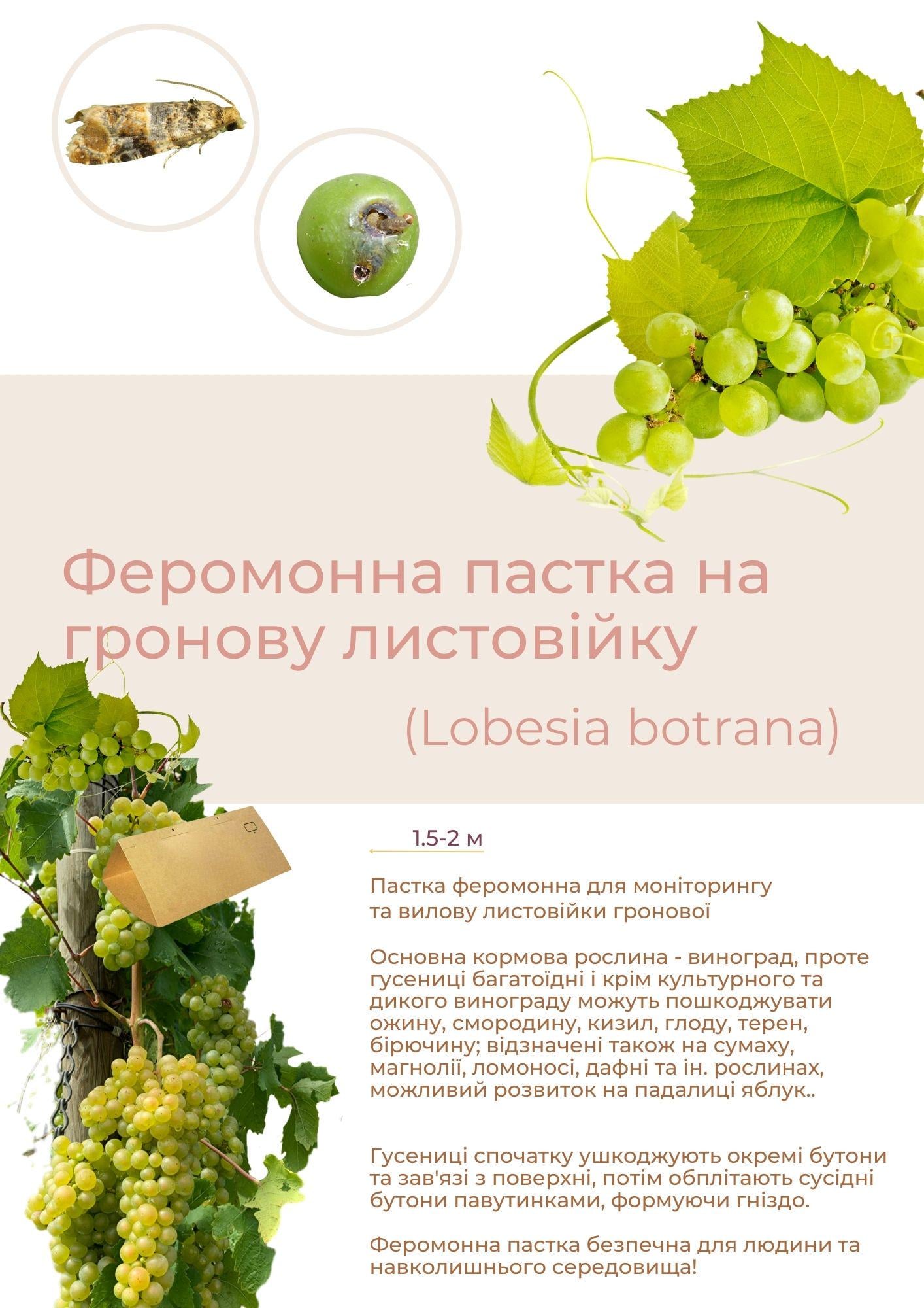 Феромонная ловушка на грозовую листовку Lobesia botrana (С005)