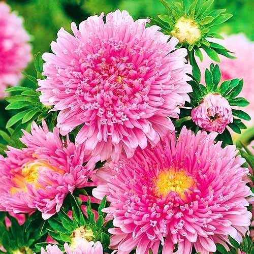 ᐉ Астра Florium Принцесса Лососево-розовый (8389) • Купить в Киеве ...