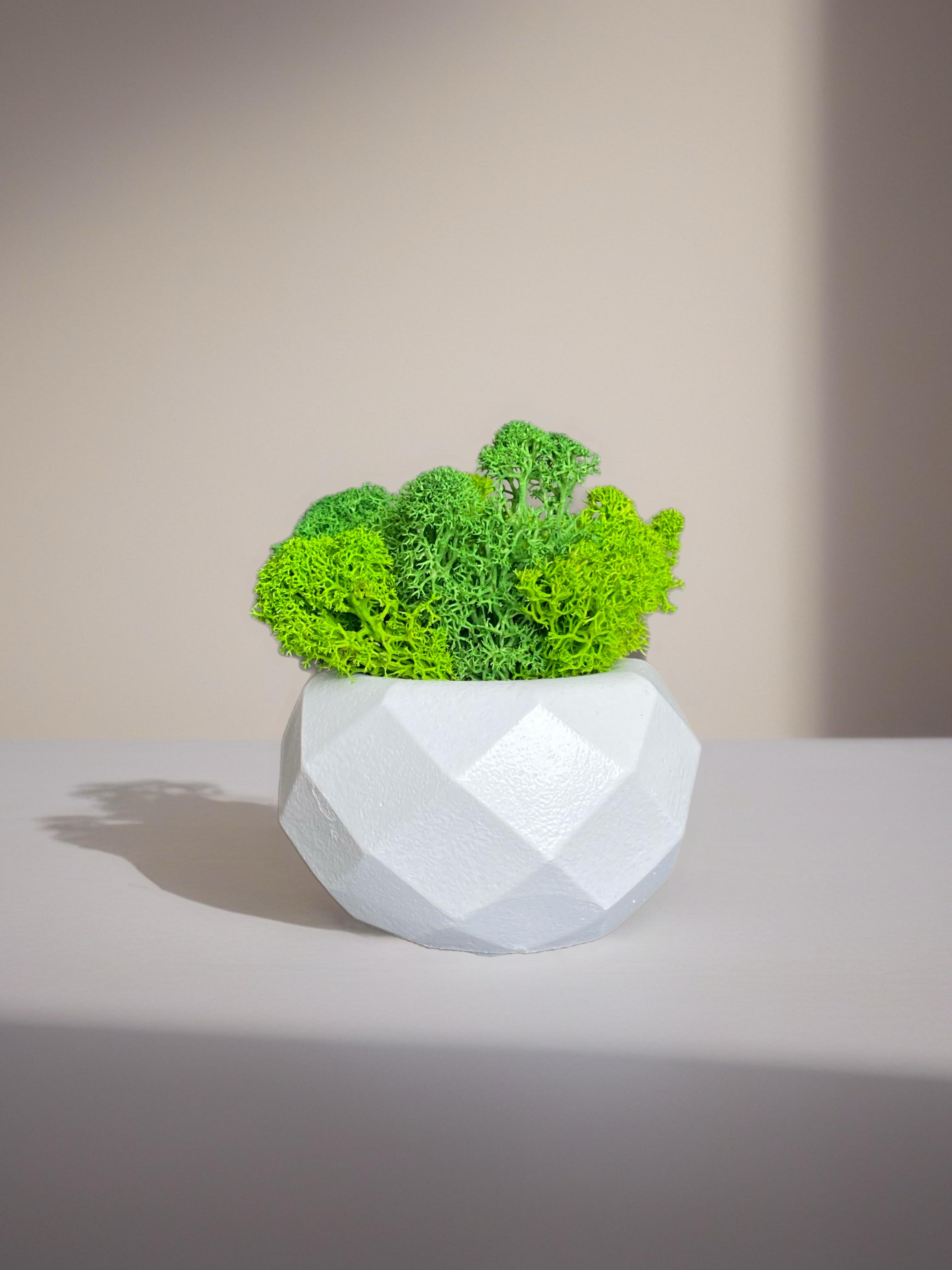 Кашпо с мхом гипсовое (32645179)