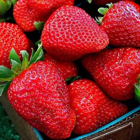 Саженец клубники Sunset Valley поздняя (1756334810)