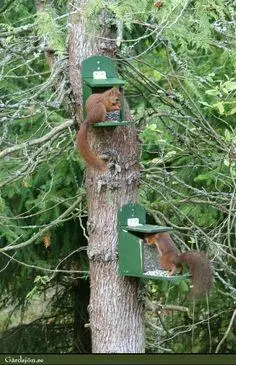 Кормушка для белок Сюрприз Оливковый (ТК-025) - фото 2 Кормушка для белок Сюрприз Оливковый (ТК-025) - фото 2