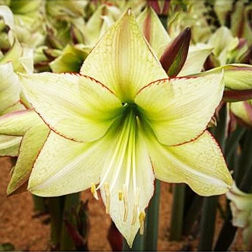 Амариллис Florium Lemon Cream (18835) Амариллис Florium Lemon Cream (18835)