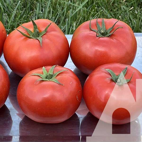 Томат Флорида 47 F1, 10 шт., Садиба Томат Флорида 47 F1, 10 шт., Садиба