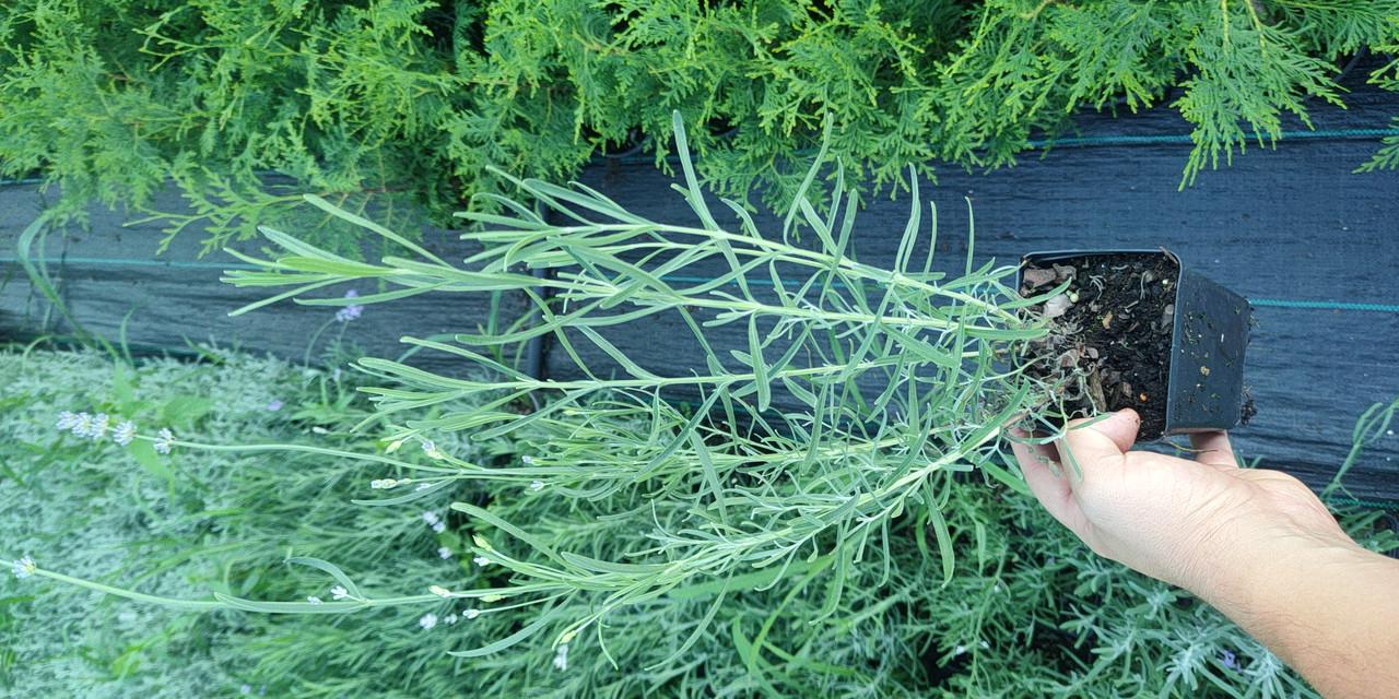 Саженцы лаванды узколистной p9 Lavandula angustifolia - фото 3 Саженцы лаванды узколистной p9 Lavandula angustifolia - фото 3