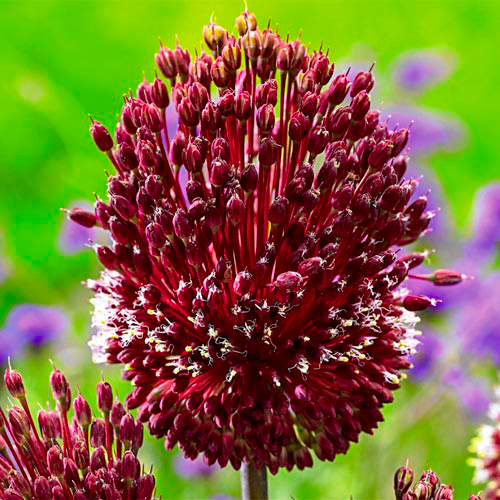 Цибуля декоративна Red Mohican 1 шт.