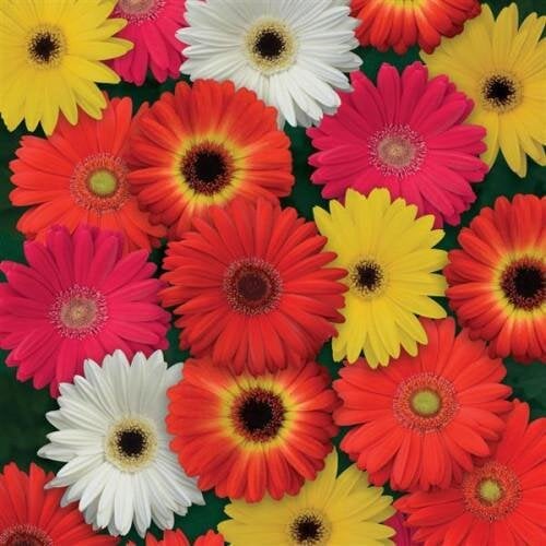 Семена цветов Гербера Дж Colorbloom F1 Mix (BN10053-4)