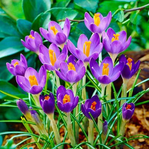 Крокус Florium Barr's Purple 50 шт. (18522)