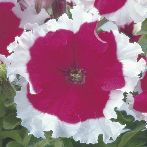 Семена цветов Syngenta Петуния крупноцветковая Frost Cherry 1000 шт. (BN05518) Семена цветов Syngenta Петуния крупноцветковая Frost Cherry 1000 шт. (BN05518)