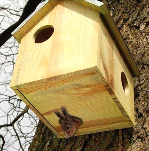 Будиночок для білок з дерева Пінія Бланже (ДДБ-001301) - фото 4 Будиночок для білок з дерева Пінія Бланже (ДДБ-001301) - фото 4