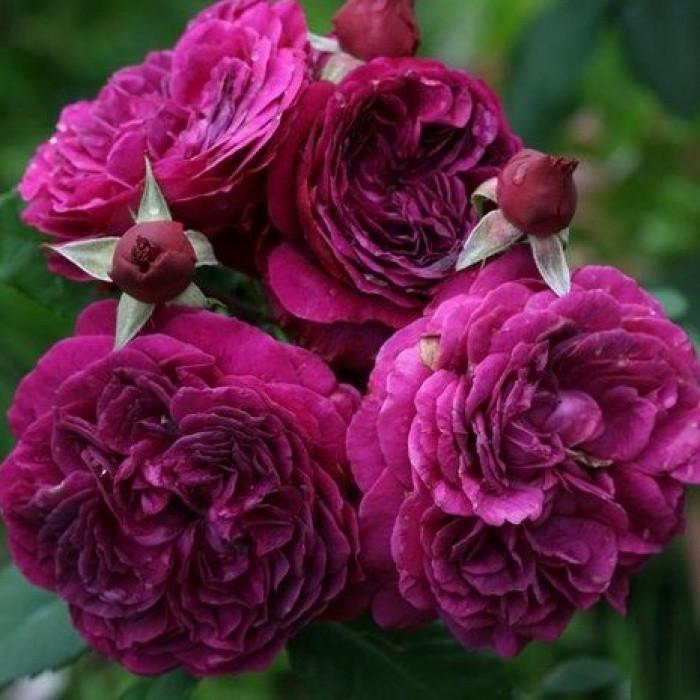 Роза Velet Purple Lodge Шраб в контейнере (2669429372)