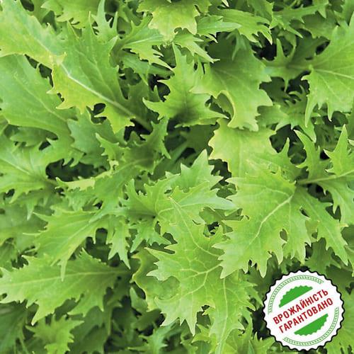 Семена Гірчиця Florium Зелена мізуна японська (6237) - фото 2