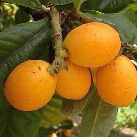 Саджанець мушмули японської горщик 1л Н 50см (2676695459)