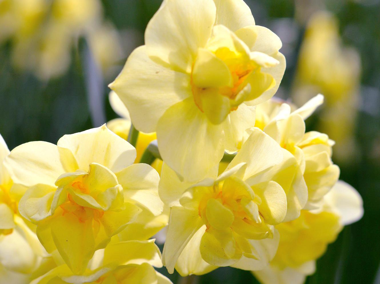 Лук декоративный Нарцисс махровый Yellow Cheerfulness 1 шт.