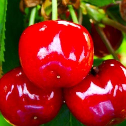 Сажанец Черешня Соната летний сорт среднепоздний срок созревания (101961)