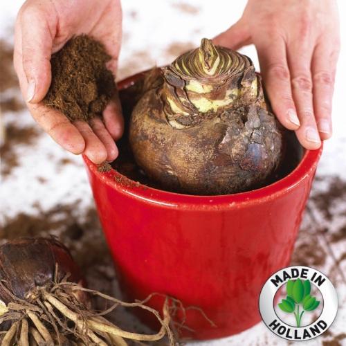 Амариллис Florium Floris Hekker (12644) - фото 3 Амариллис Florium Floris Hekker (12644) - фото 3