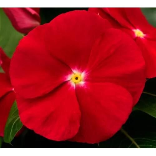 Семена цветов Катарантус Барвинок Cora XDR Red Glow Syngenta 50 шт. (BN13418-3)