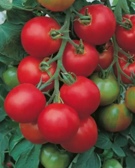 Насіння Томат Tolstoi F1 ТД Гекса-Україна 1000 шт. 01-25-0143 (IR00706) Насіння Томат Tolstoi F1 ТД Гекса-Україна 1000 шт. 01-25-0143 (IR00706)