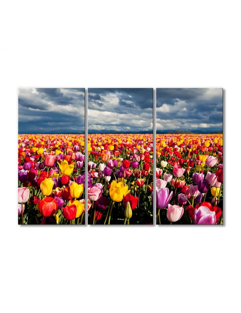 Картина модульная Поле тюльпанов и грозовое небо 3 модуля 80x120 см (221548cvety_i_rasteniya)