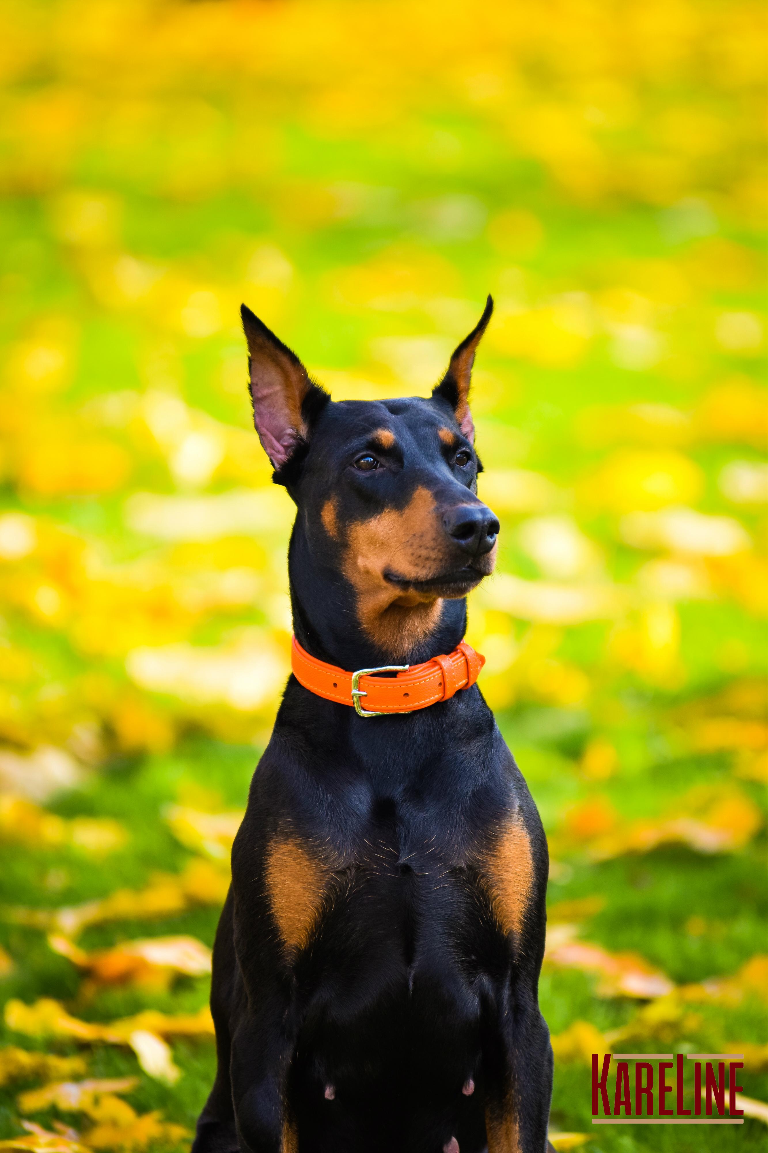 Ошейник KareLine из натуральной кожи 25 мм 380-470 мм Оранжевый (8071/11) - фото 5 Ошейник KareLine из натуральной кожи 25 мм 380-470 мм Оранжевый (8071/11) - фото 5