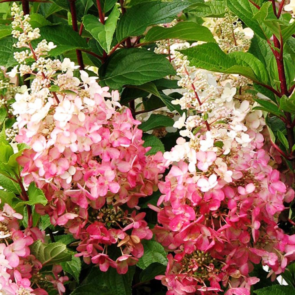 Саженец гортензии метельчатой Hydrangea paniculata Pinky Winky Р9 (1334345353) - фото 3