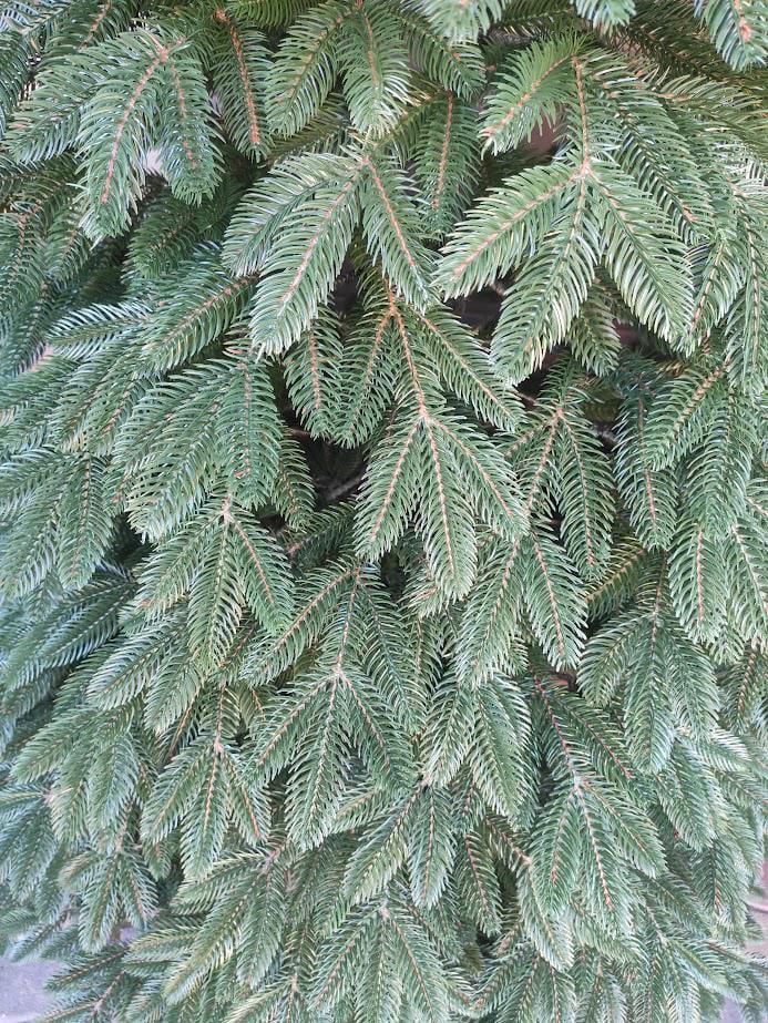 Штучна ялинка Швейцарська 1,50 м 15 рядів з підставкою Зелений (YLN3317) - фото 9 Штучна ялинка Швейцарська 1,50 м 15 рядів з підставкою Зелений (YLN3317) - фото 9