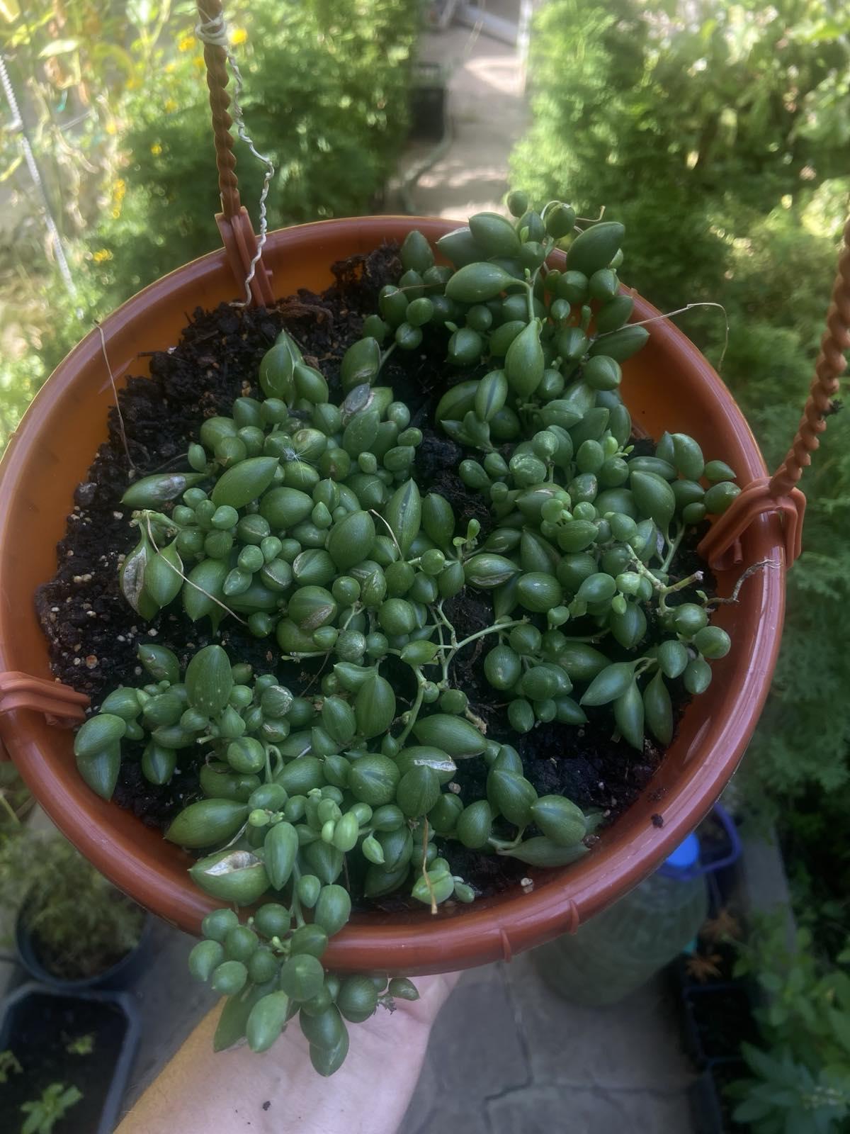 Саженец Видтона С 3 л редкий полив (29863048)