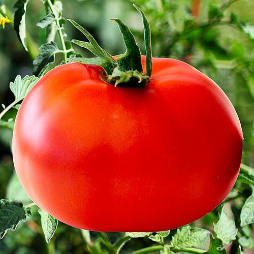 Семена Томат Florium Червоний Гігант (17174)