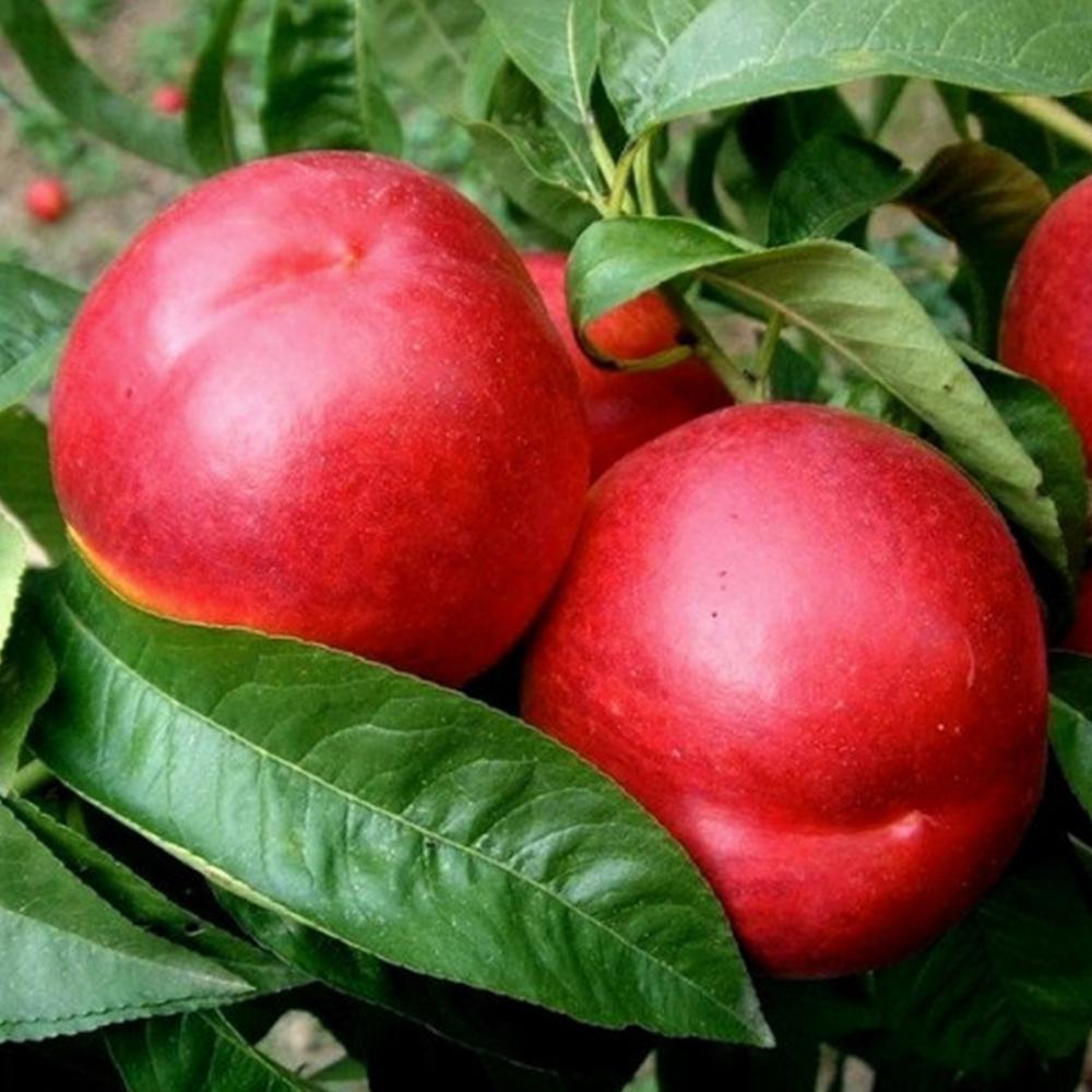 Саджанець нектарину Світ Леді 2 річний (14965487)