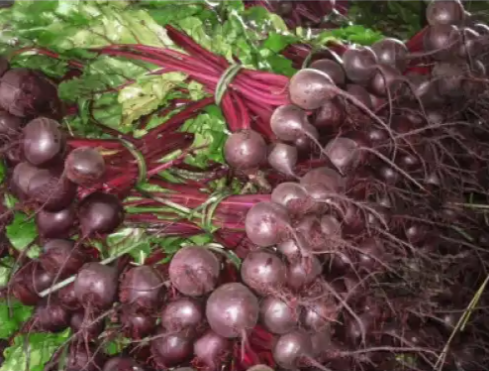 Семена Свекла Ронда F1 ТД Гекса-Украина 200 шт. 01-19-154 (IR00580)