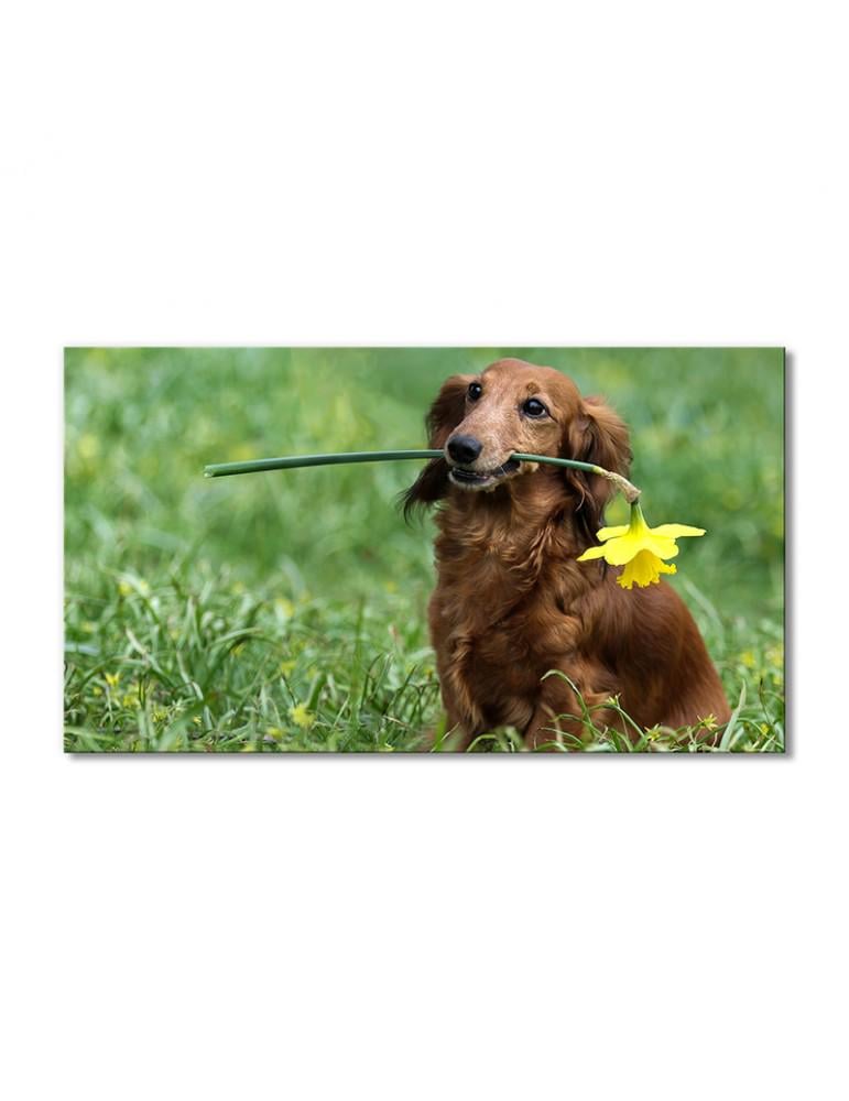 Картина модульная Такса с нарциссом 1 модуль 80x120 см