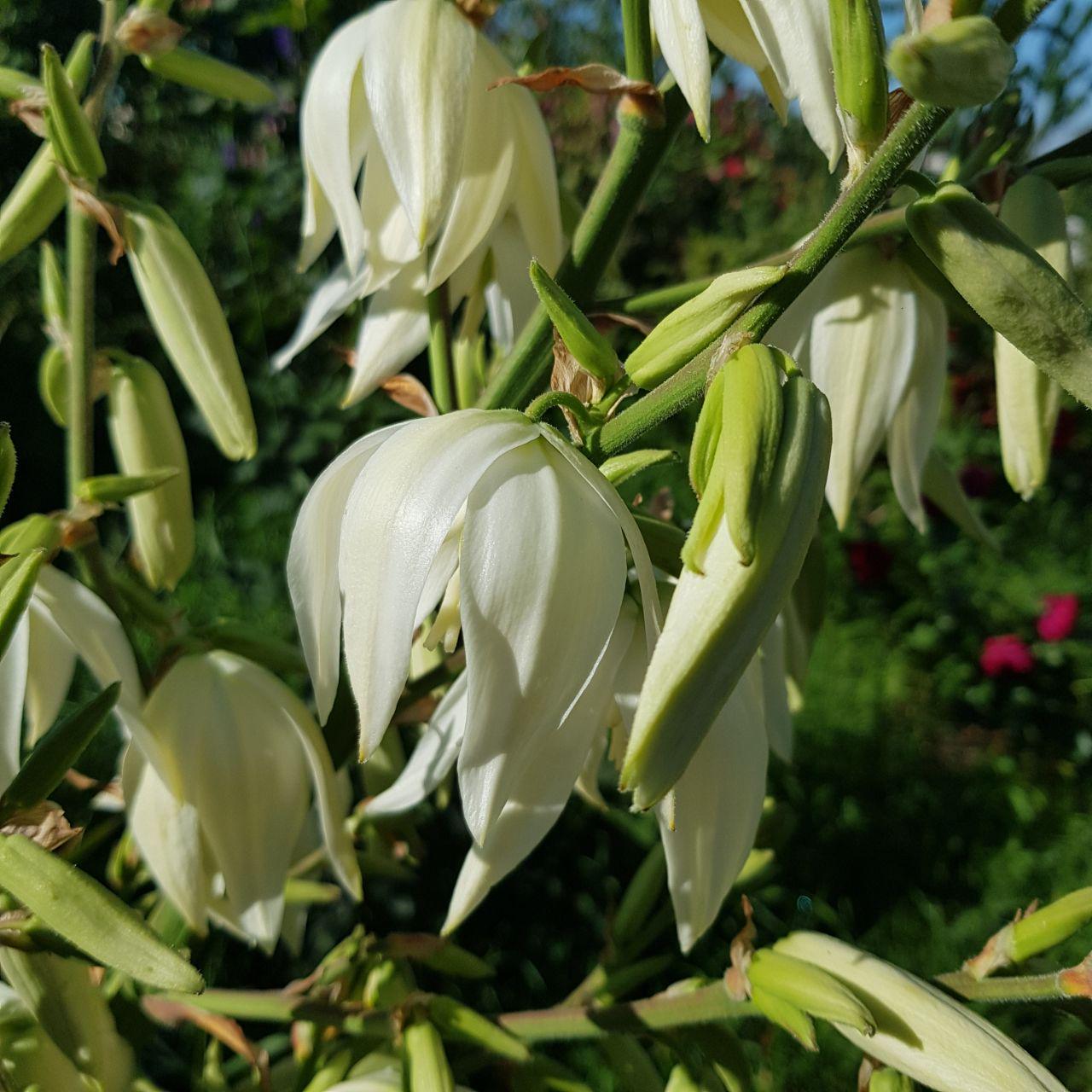 Розсада Юка садова свіжокопана (17664526)