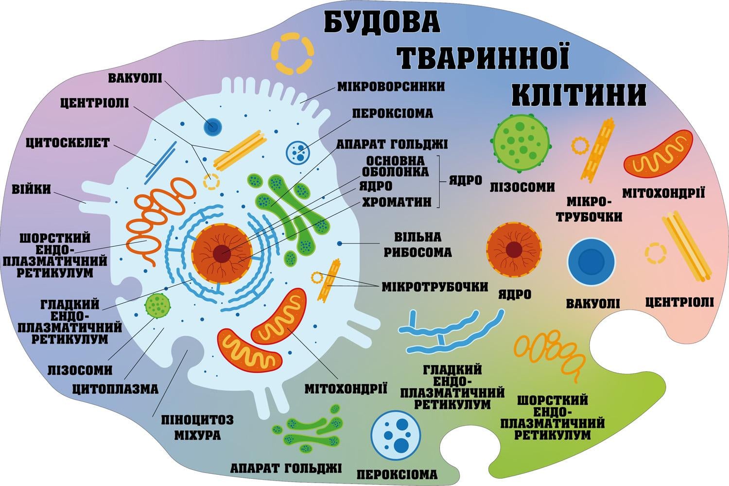 Стенд для учебных заведений "Будова тваринної клітини" 1200х800 мм (КВ0023)