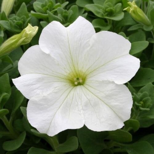 Семена цветов Floranova Петуния крупноцветковая Prism White 10 шт. (BN07797-4)