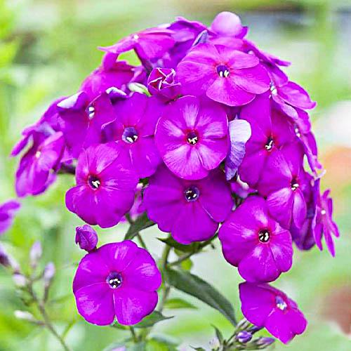 Флокс Florium The King (6400)