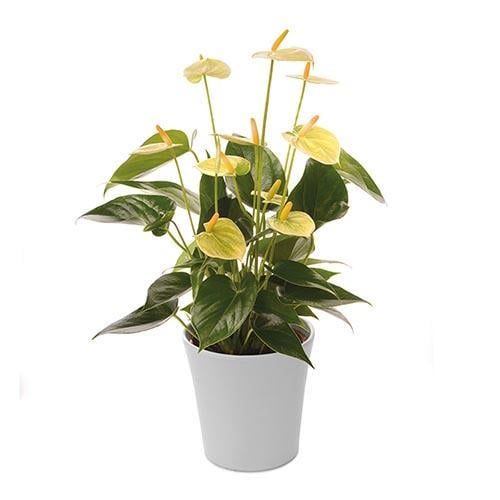 Антуриум Florium Alexia Jade 14 см (18252)