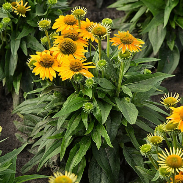 Рослина вулична Ехінацея Pearl Sunny напівпродукт касетна розсада (26485598)