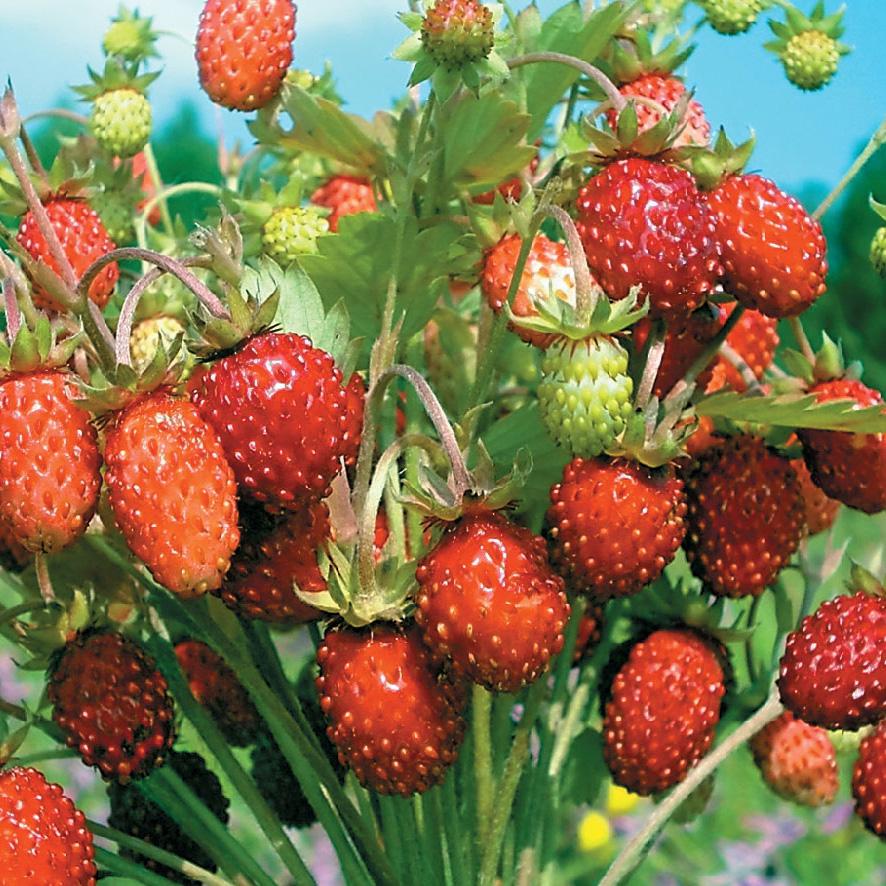 Семена Суниця Florium Барон Рюген (6165)
