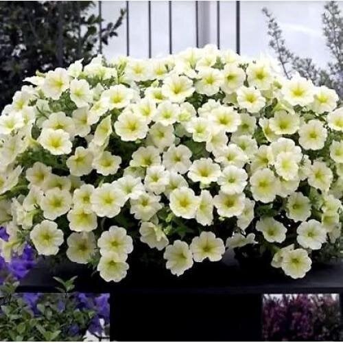 Семена цветов Петуния ампельная Opera Supreme F1 Lemon Takii seed 100 шт. (BN11971-2)