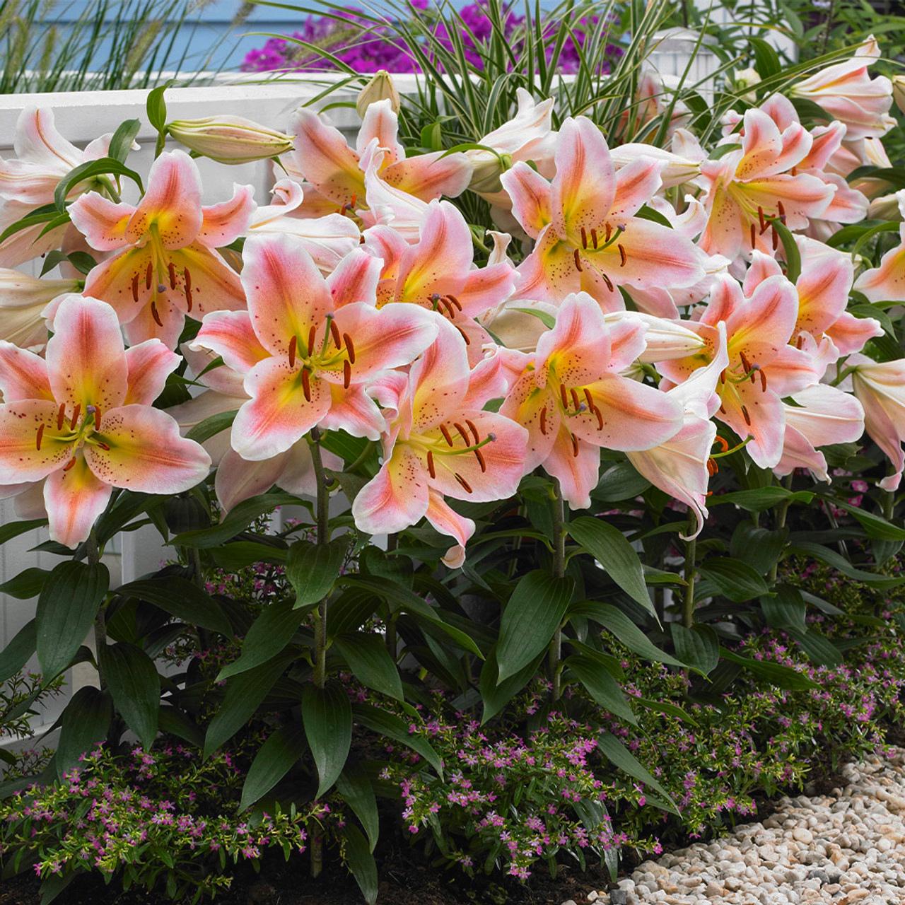 Саженцы Лилия ориентальная Салмон Пати Salmon Party в горшке 3 шт. (38298167)