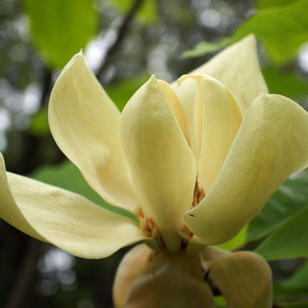 Саженец магнолии Magnolia Tripetala P9 (1746292577) Саженец магнолии Magnolia Tripetala P9 (1746292577)