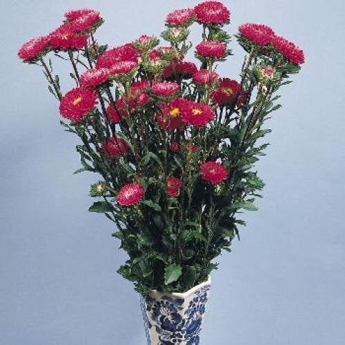 Семена цветов Астра на срез Fan Deep Rose Benary 1000 шт. (BN00510)