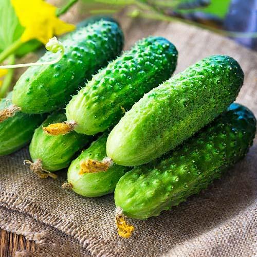 Семена Огірок Florium Голубчик F1 (7513)
