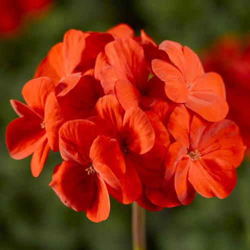Семена цветов Syngenta Пеларгония Pinto Premium Deep Scarlet 5 шт. (BN01659-4)