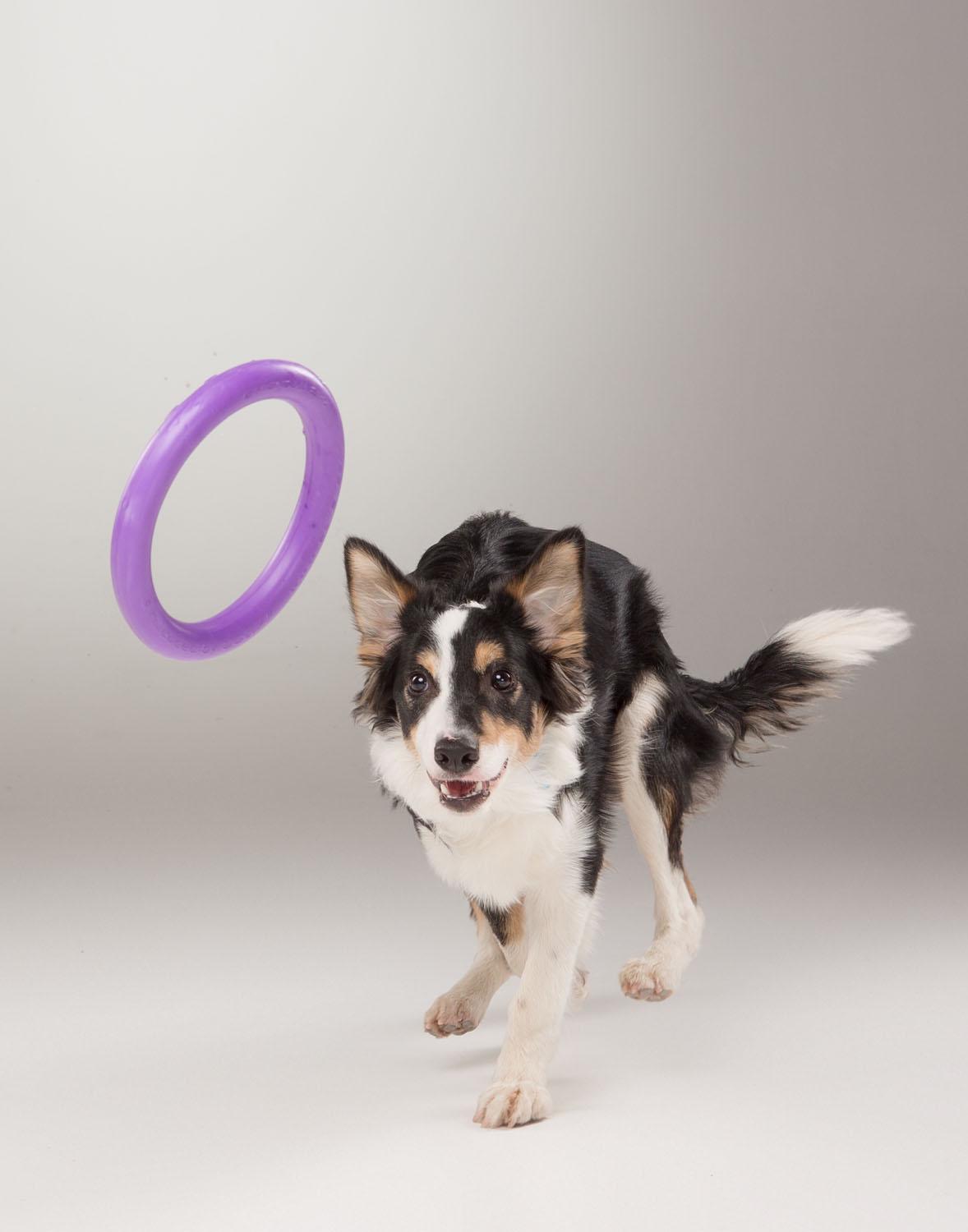 Тренувальний снаряд для собак Puller Standard 28 см (6490) - фото 10