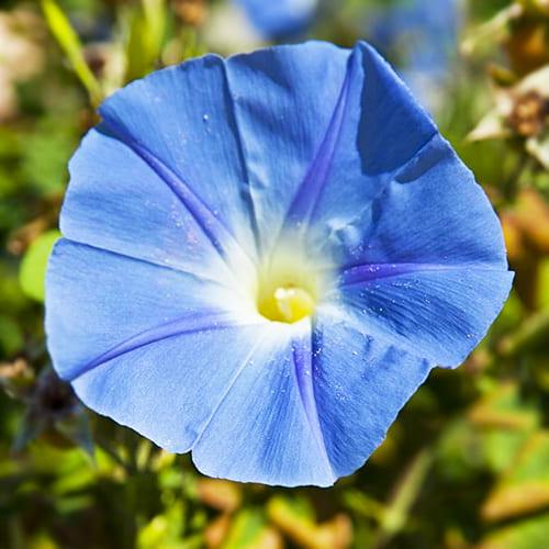 Семена Ипомея Florium Небесно-синяя (6108)