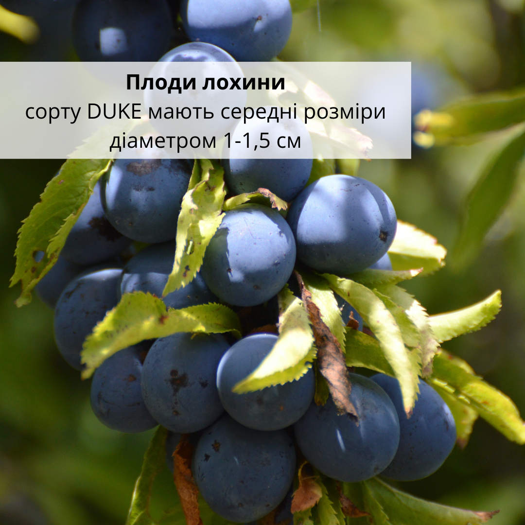 Саджанець лохини сорту Duke 2 роки 45-60 см (00248-04) - фото 3