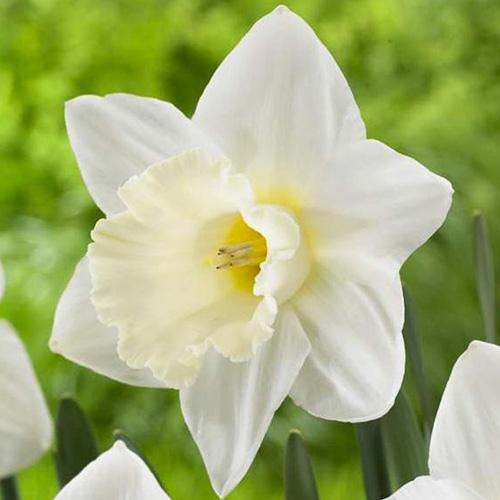 Нарцисс Florium Mount hood (5760)