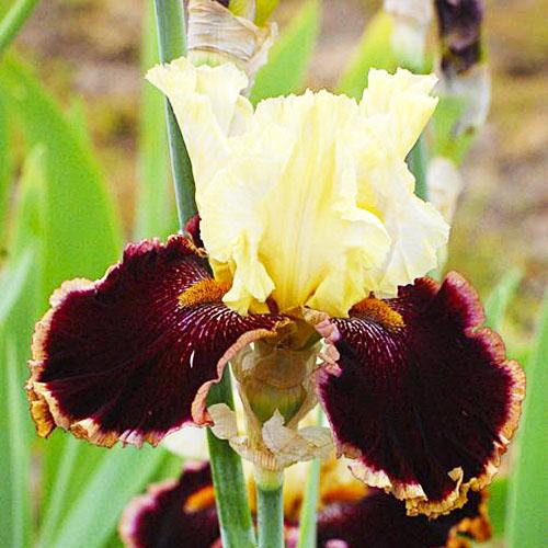 Ирис Risk Taker Florium